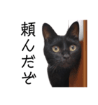 表情豊かな黒猫びびちゃんスタンプ2（個別スタンプ：13）