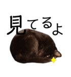表情豊かな黒猫びびちゃんスタンプ2（個別スタンプ：21）