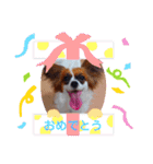 パピヨンすたんぷ2（個別スタンプ：5）