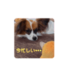 パピヨンすたんぷ2（個別スタンプ：10）