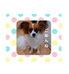 パピヨンすたんぷ2（個別スタンプ：17）