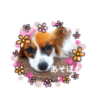 パピヨンすたんぷ2（個別スタンプ：18）