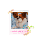 パピヨンすたんぷ2（個別スタンプ：21）
