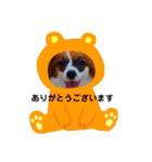 パピヨンすたんぷ2（個別スタンプ：26）