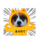 パピヨンすたんぷ2（個別スタンプ：31）