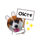 パピヨンすたんぷ2（個別スタンプ：36）