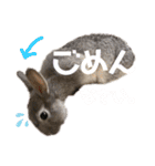 うさぎのウメちゃんスタンプ（個別スタンプ：1）