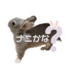 うさぎのウメちゃんスタンプ（個別スタンプ：2）