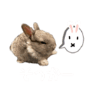 うさぎのウメちゃんスタンプ（個別スタンプ：5）
