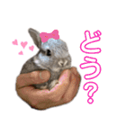 うさぎのウメちゃんスタンプ（個別スタンプ：6）