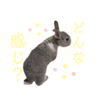 うさぎのウメちゃんスタンプ（個別スタンプ：24）