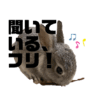 うさぎのウメちゃんスタンプ（個別スタンプ：40）