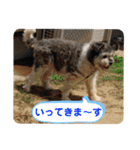 毛皮族のスタンプversion2.0（個別スタンプ：9）