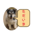 毛皮族のスタンプversion2.0（個別スタンプ：10）