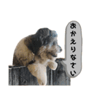 毛皮族のスタンプversion2.0（個別スタンプ：12）