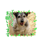 毛皮族のスタンプversion2.0（個別スタンプ：17）