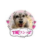 毛皮族のスタンプversion2.0（個別スタンプ：19）