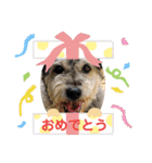 毛皮族のスタンプversion2.0（個別スタンプ：21）