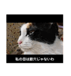 毛皮族のスタンプversion2.0（個別スタンプ：29）