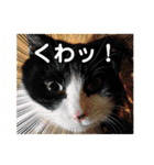 毛皮族のスタンプversion2.0（個別スタンプ：31）