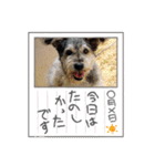 毛皮族のスタンプversion2.0（個別スタンプ：36）
