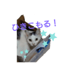 ねこちょん。（個別スタンプ：5）