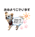 チワワのこたさん第4弾（個別スタンプ：1）