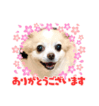 チワワのこたさん第4弾（個別スタンプ：6）