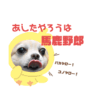 チワワのこたさん第4弾（個別スタンプ：10）