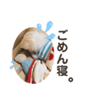 チワワのこたさん第4弾（個別スタンプ：14）