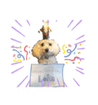 レイチ 犬（個別スタンプ：2）
