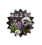 レイチ 犬（個別スタンプ：3）