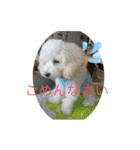 レイチ 犬（個別スタンプ：5）