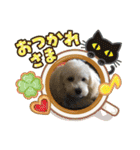 レイチ 犬（個別スタンプ：6）