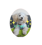 レイチ 犬（個別スタンプ：8）