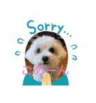 レイチ 犬（個別スタンプ：9）