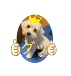 レイチ 犬（個別スタンプ：10）