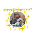 レイチ 犬（個別スタンプ：11）