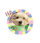 レイチ 犬（個別スタンプ：13）