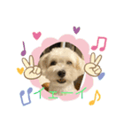 レイチ 犬（個別スタンプ：14）