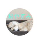 レイチ 犬（個別スタンプ：16）