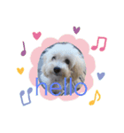 レイチ 犬（個別スタンプ：17）
