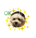 レイチ 犬（個別スタンプ：21）