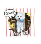 レイチ 犬（個別スタンプ：24）