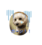 レイチ 犬（個別スタンプ：25）