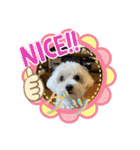 レイチ 犬（個別スタンプ：26）