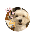 レイチ 犬（個別スタンプ：27）