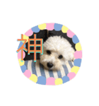 レイチ 犬（個別スタンプ：29）
