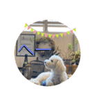 レイチ 犬（個別スタンプ：30）