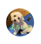 レイチ 犬（個別スタンプ：31）
